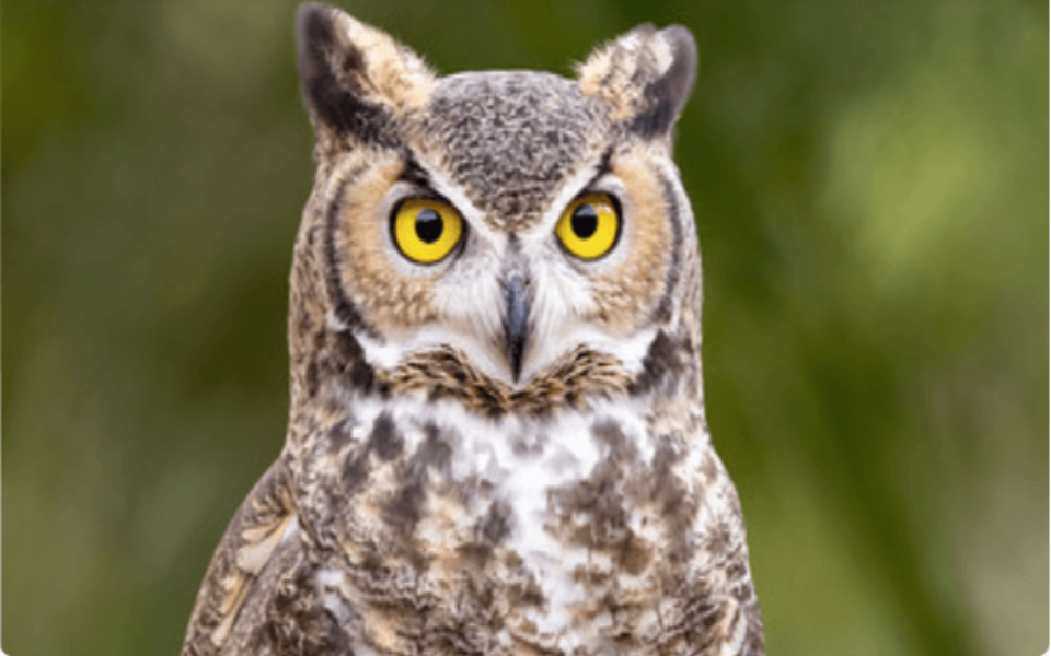 Photo of an Owl
