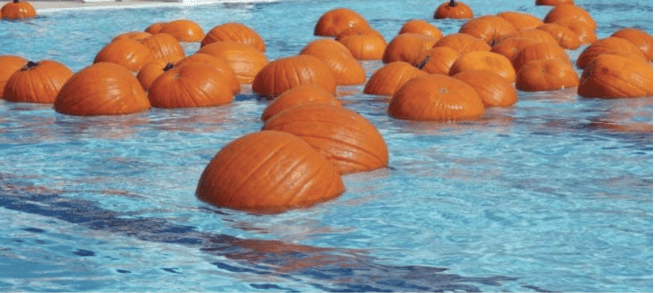 Pumpkin Pool Patch
