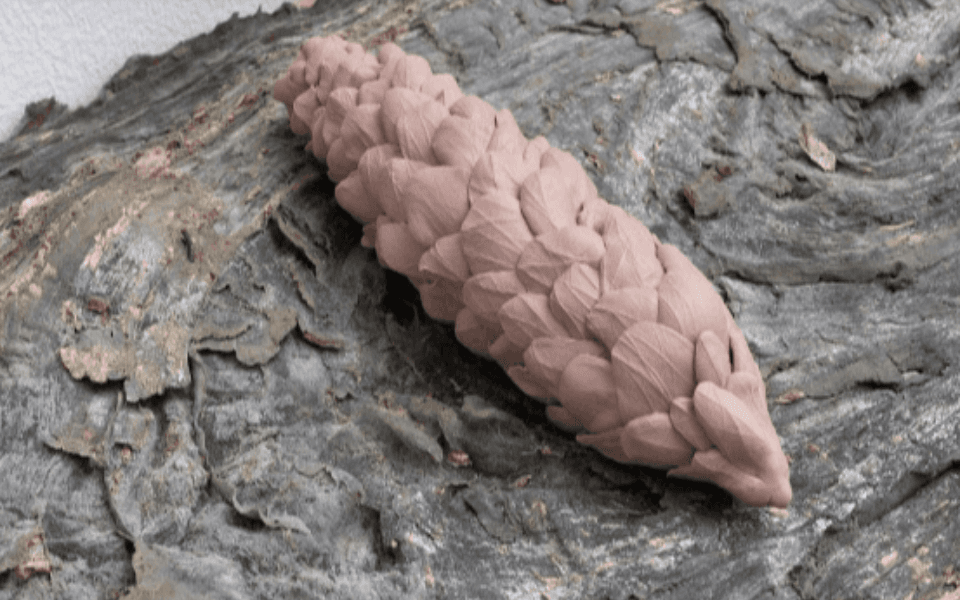 Molting/Mending event image: a pine-cone shaped object sitting on a rock