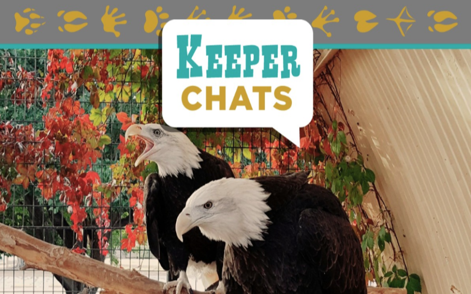 Two bald eagles sitting next to event text
