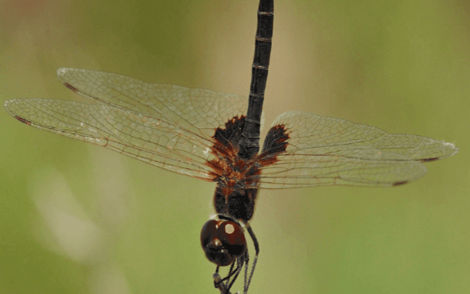 A picture of an upside down dragon fly in front of blurred greenery