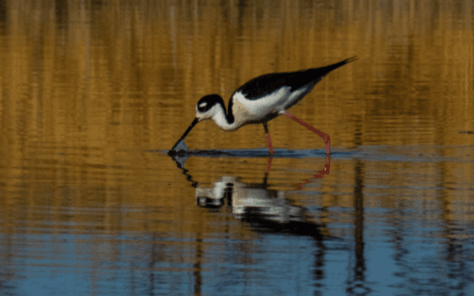 A black-necked stilt poking its beak into a pond of water while walking through the water.