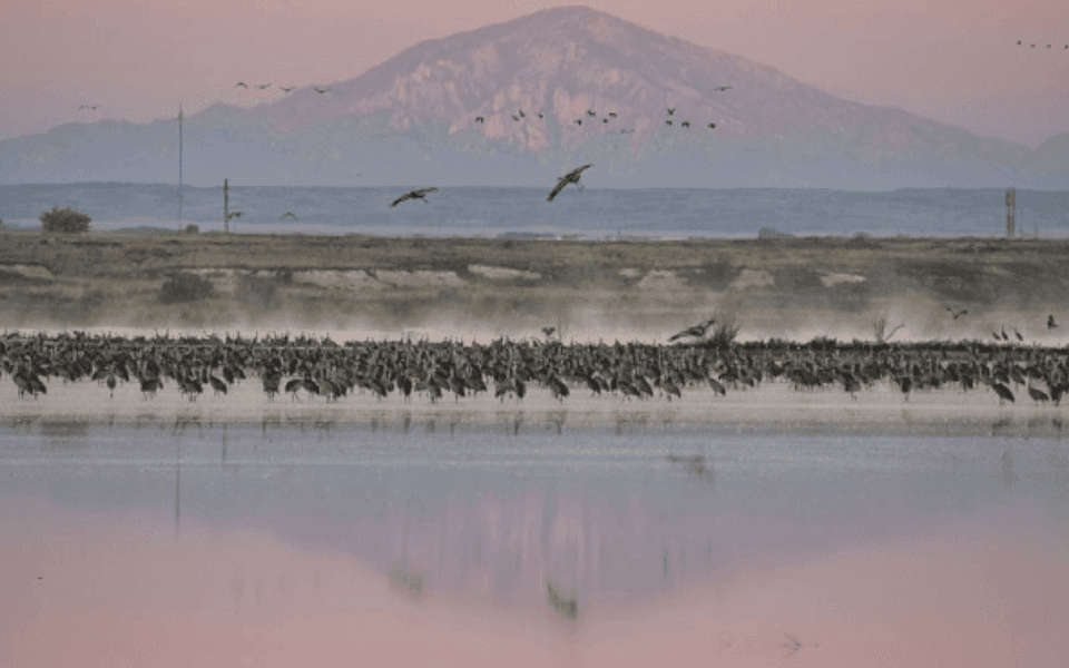 Sandhill Cranes flying over the Bitter Lake National Wildlife Refuge.