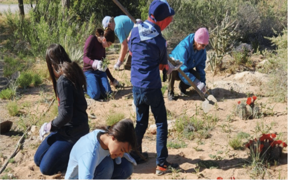 Volunteers at the Bitter Lake Wildlife Refuge cleaning up one of the trails and planting cacti.